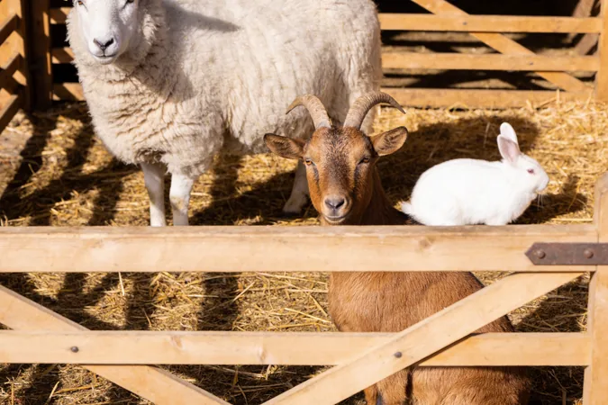 Farm animals at Bocketts Farm Park Surrey — sheep, goat and rabbit in pens — family farm animals for children in Leatherhead